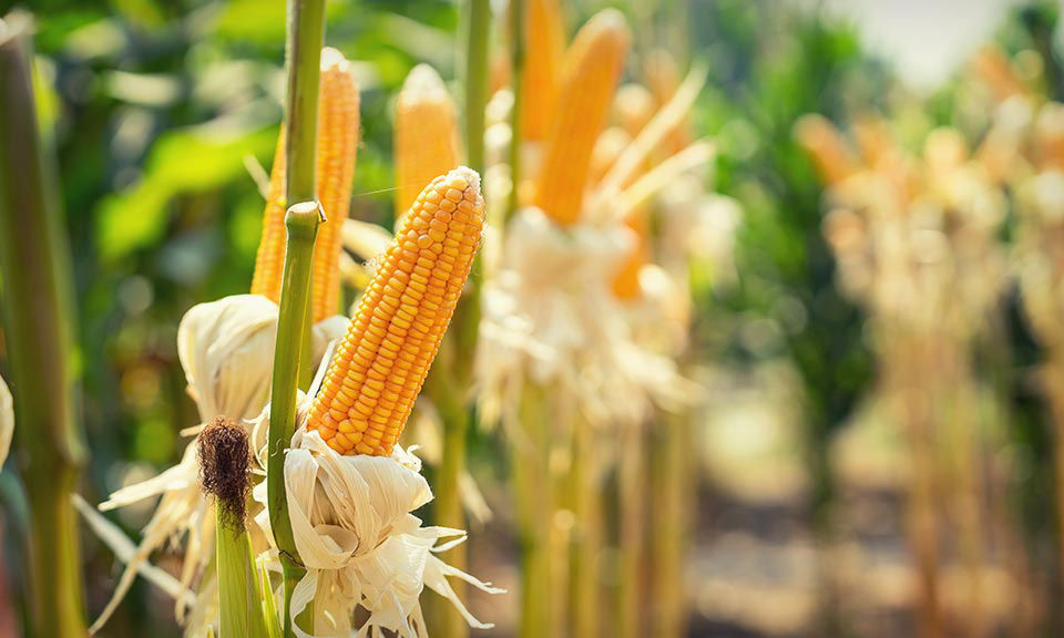 corn close-up