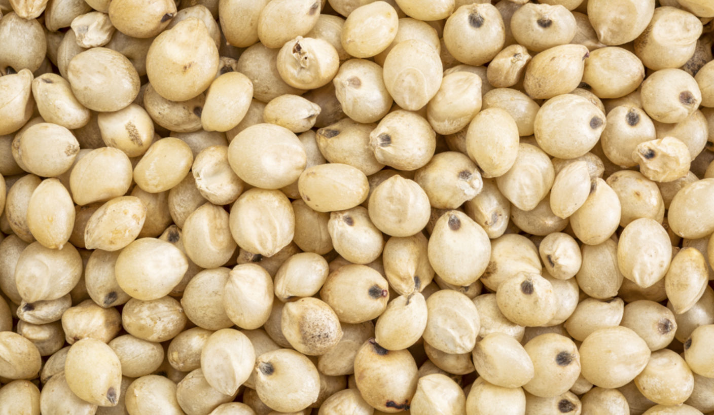 Grains overview image