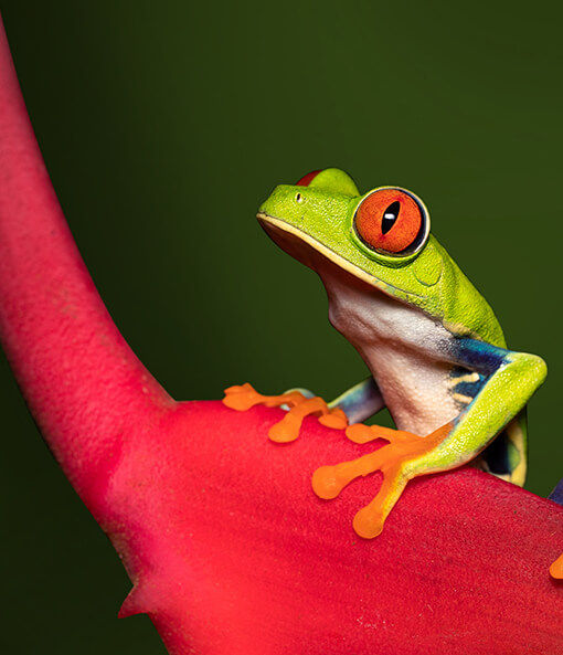 Nature Positive