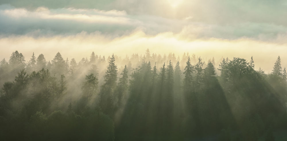 Sustainability Quarterly