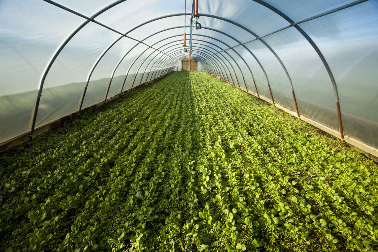cultivation