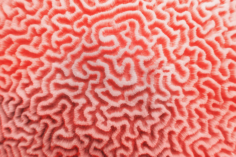 Coral