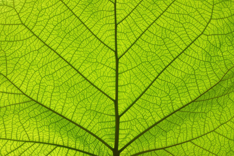 Green Leaf