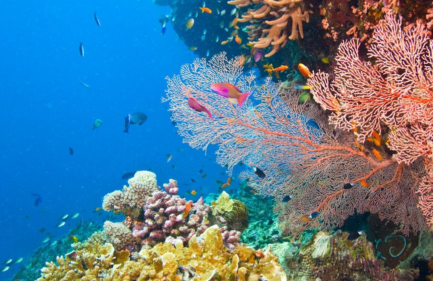 Biodiversity and Natural Capital