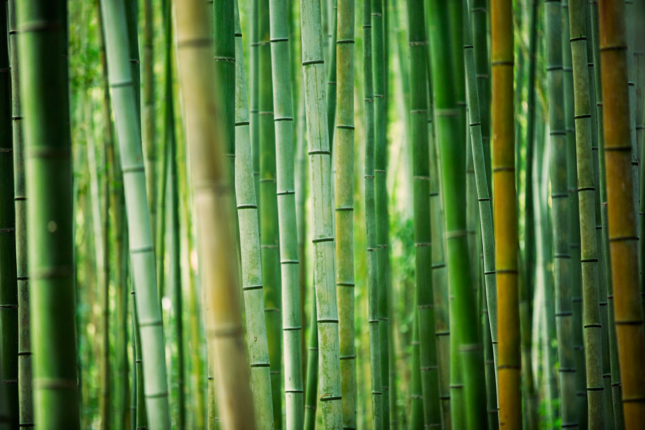 Trade Flow Adjustments; China’s Climate Targets; and Infrastructure and the Energy Transition