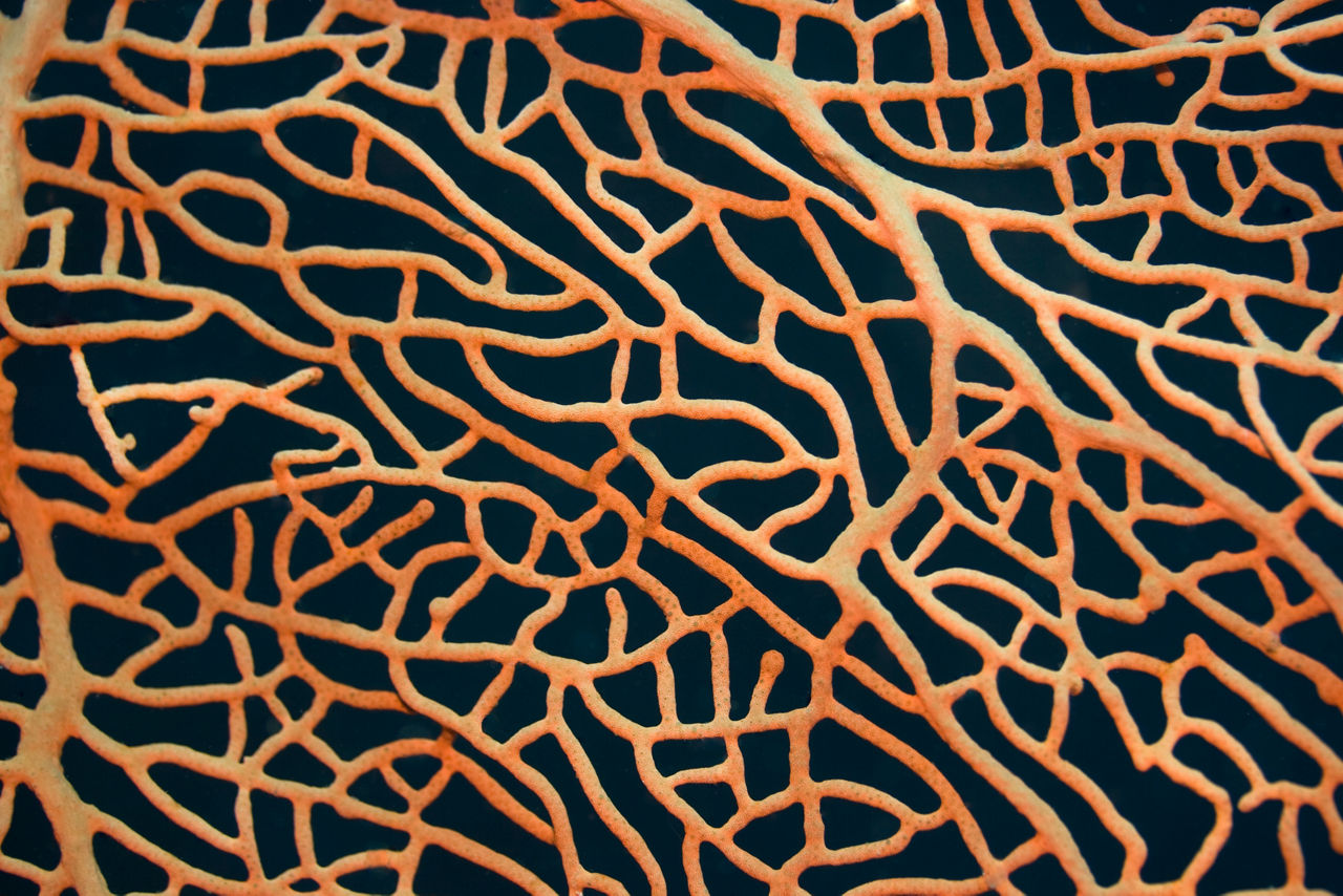 lines