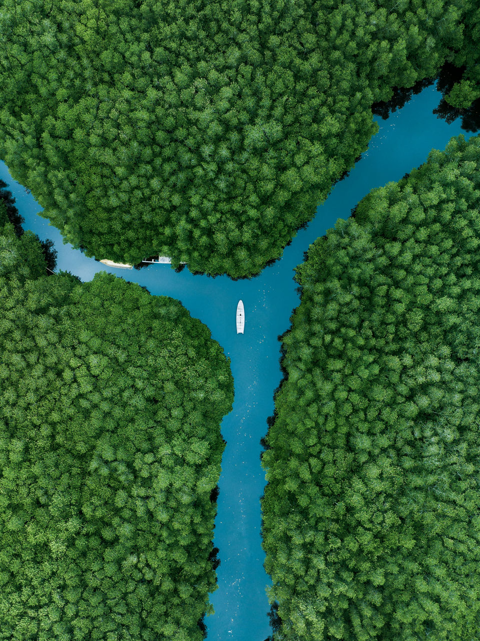 river in trees