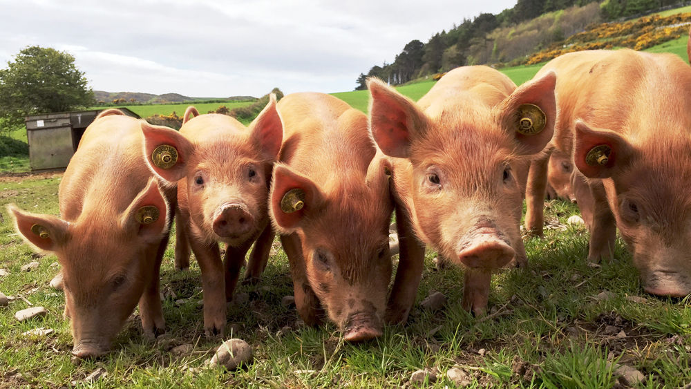 pigs on farm