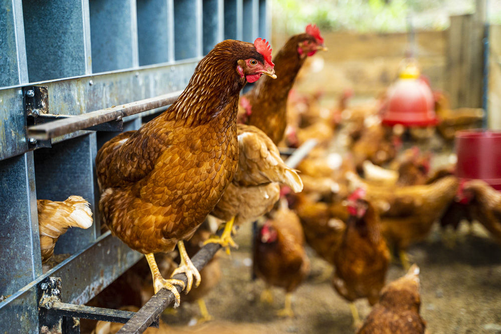 chickens