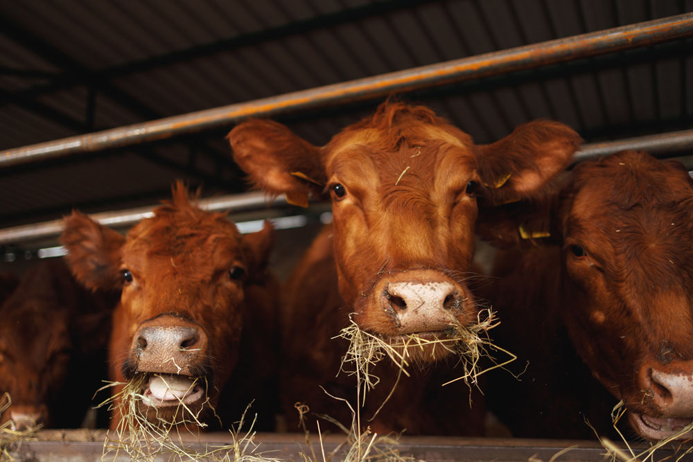 cows