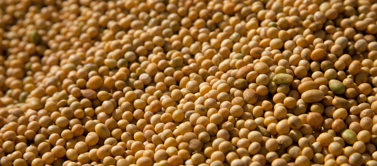 soybean close-up