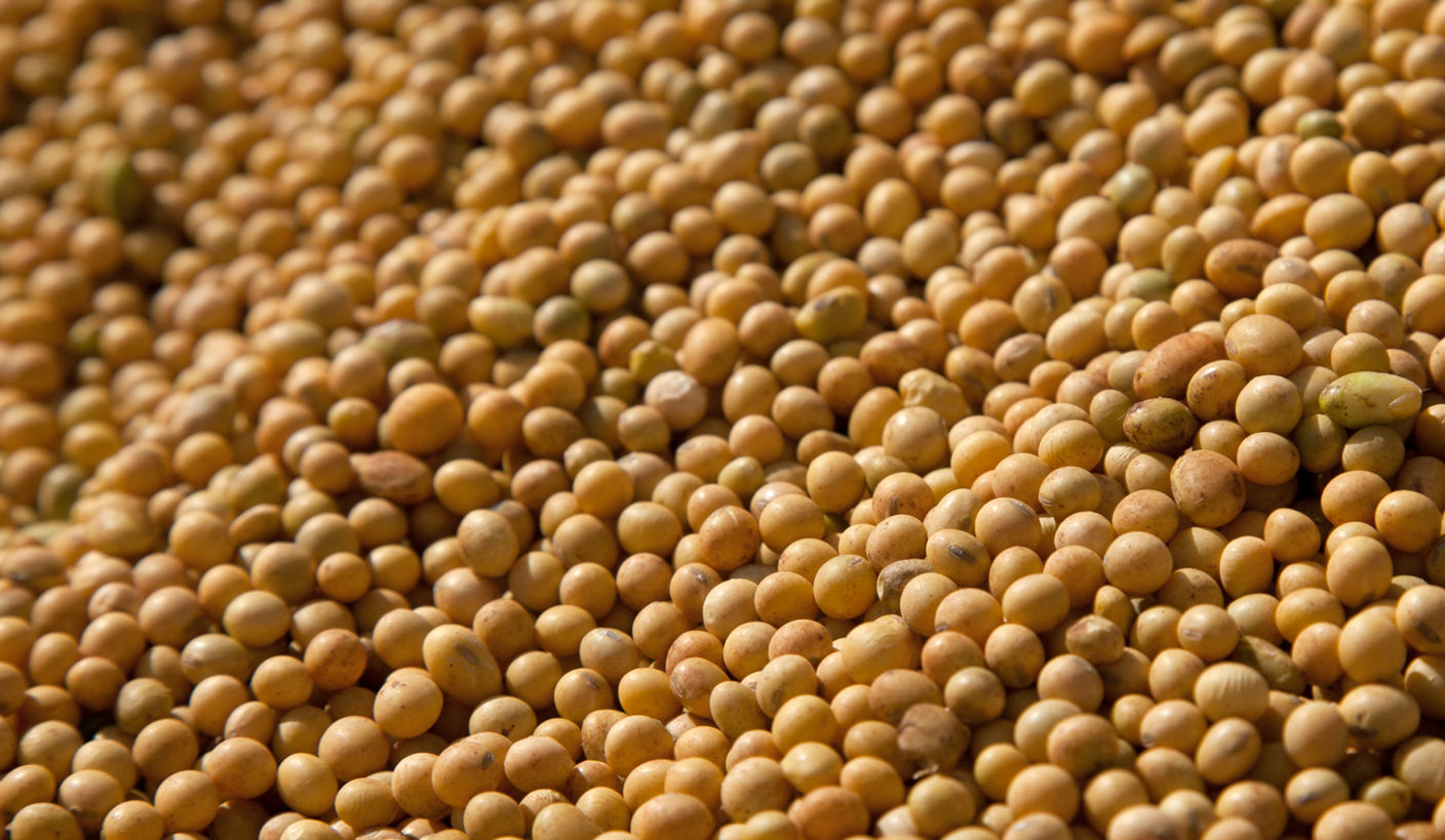 soybean