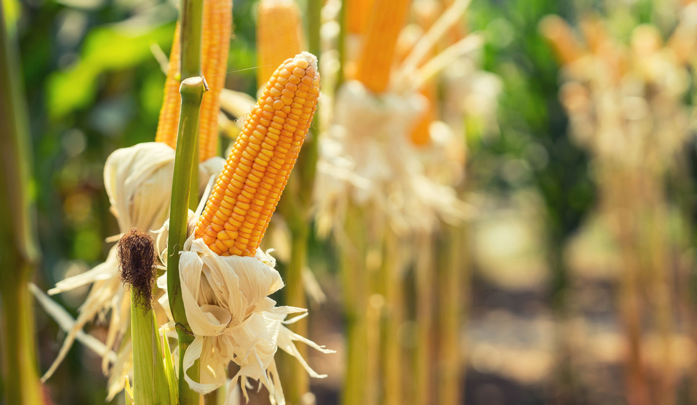 corn