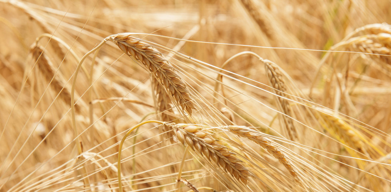 wheat close-up