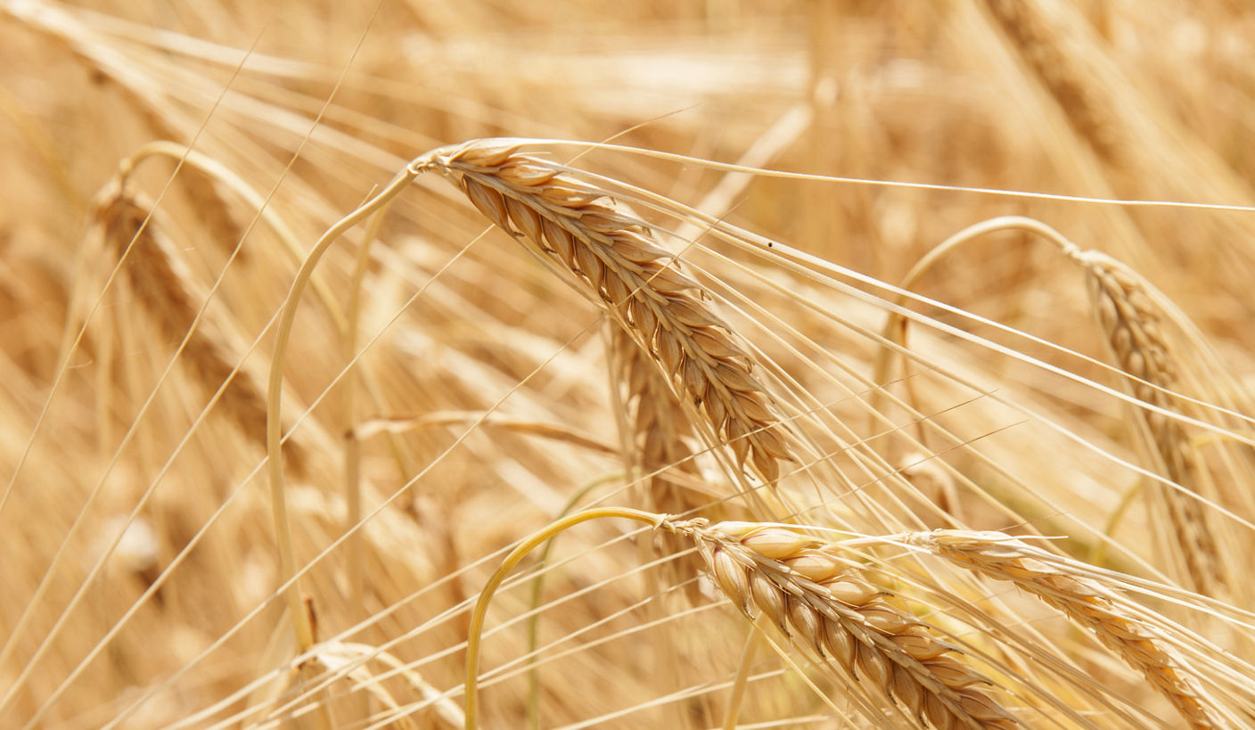 wheat