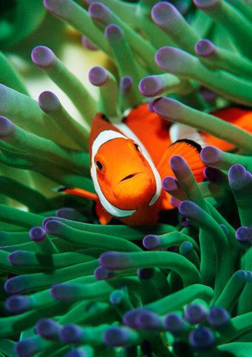 No Planet B: A New Framework Aims to Recognize the Role of Nature in Business Decisions