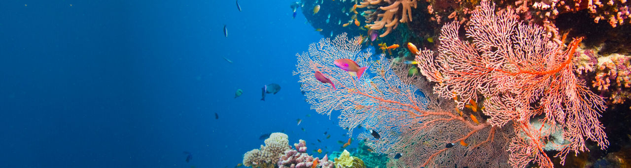 Biodiversity and Nature