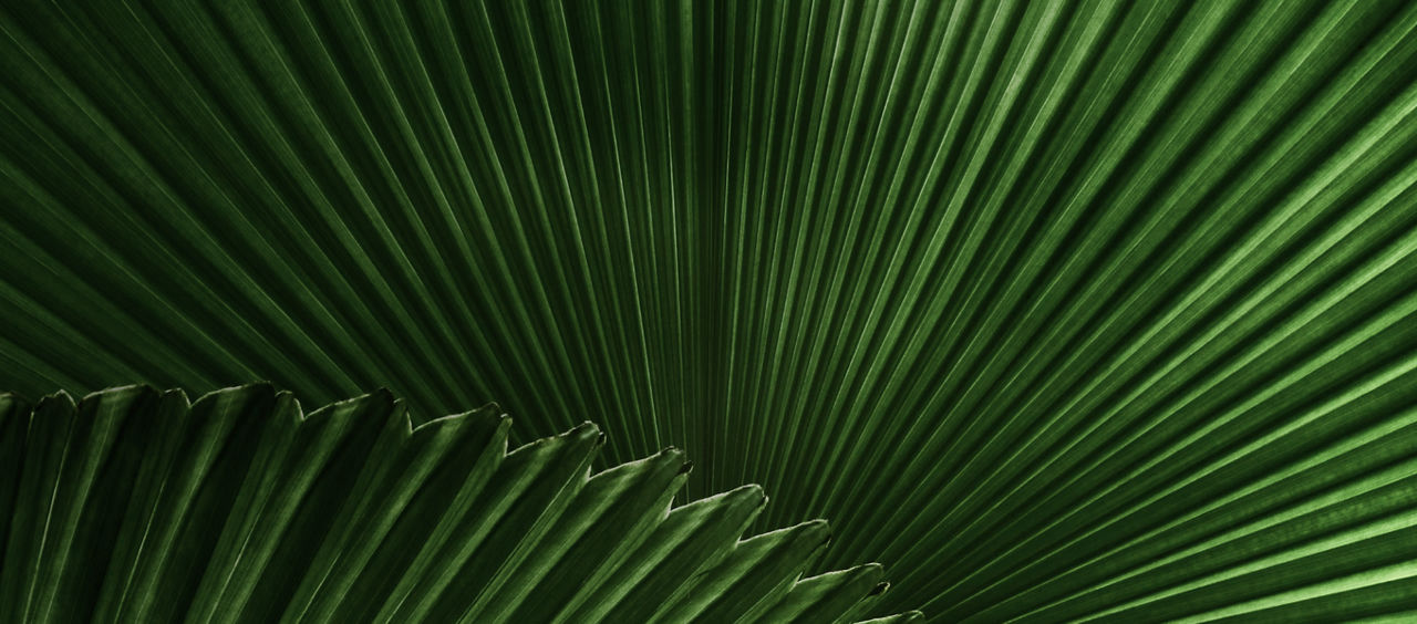 Leaf