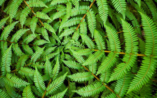 Leaves