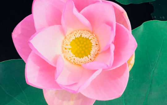 Flower Image