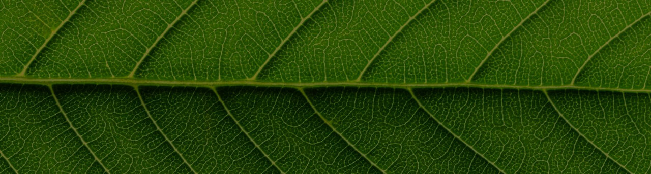 leaf