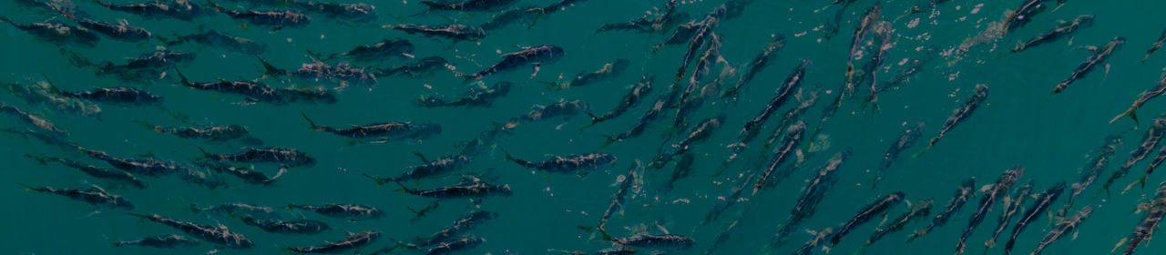 fish-pond