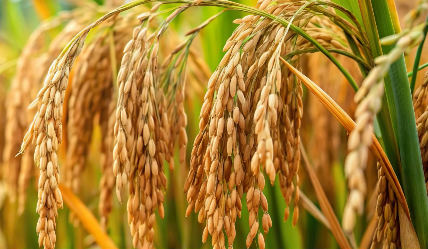 Close-up view of mature rice plants in a field, with golden brown rice grains hanging heavily from the stalks.