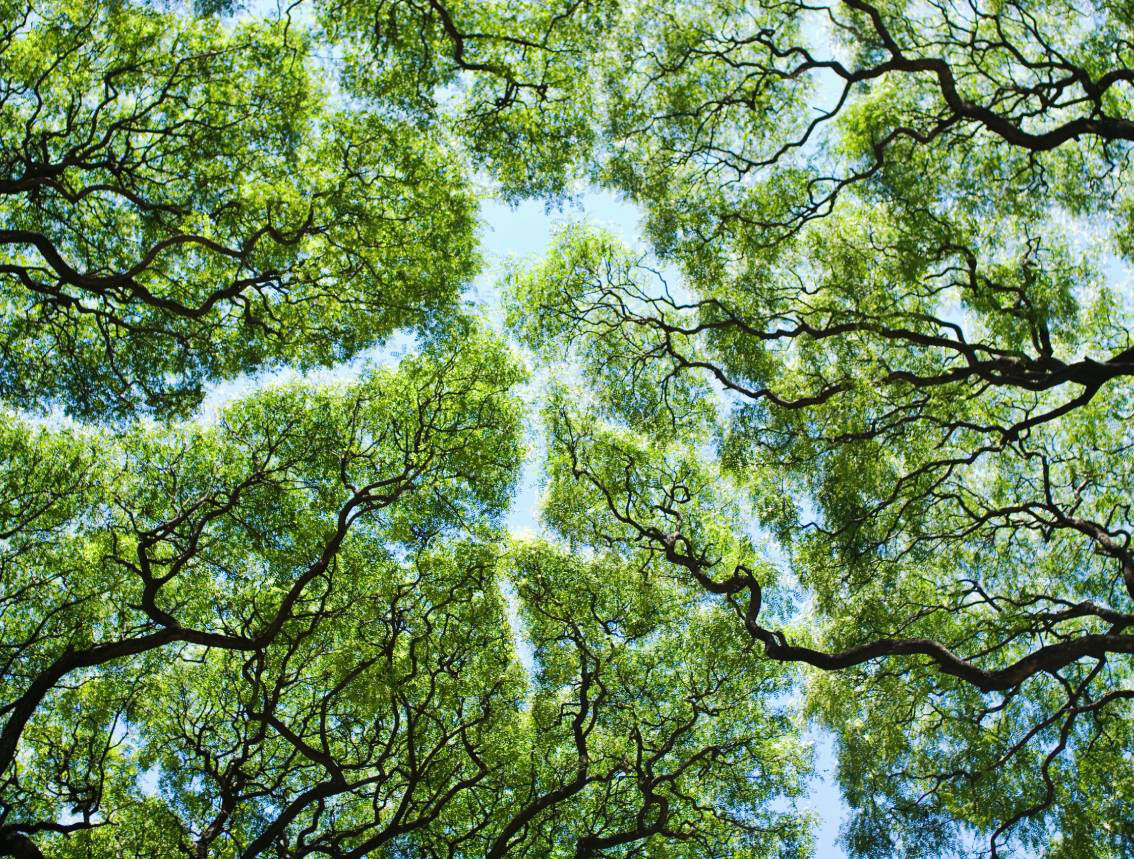 Ahead of COP16, corporate nature commitments remain rare