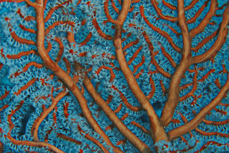 Aquatic